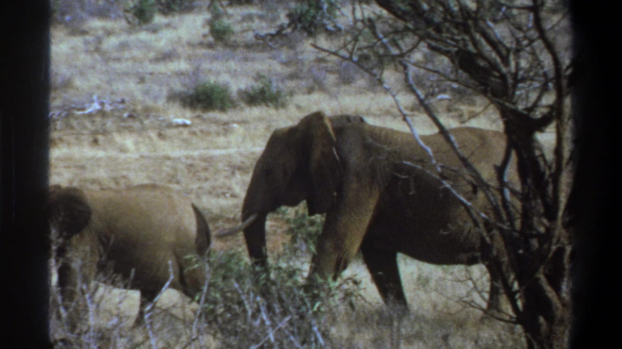 Two elephants pass near a leafless tree in dry grassland.