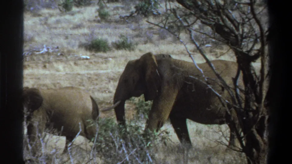 Elephants walk across a dry South African savanna view, with bare branches and scrub interrupting the 8mm frame.
