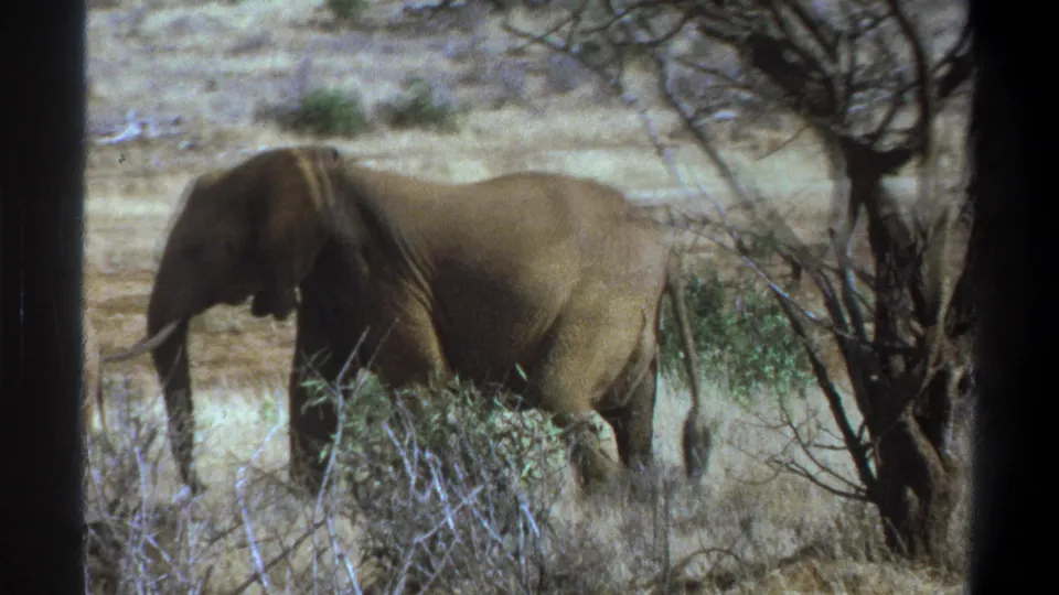 A large elephant appears closer to the camera, partly screened by dry brush and a tree in 1969 8mm wildlife footage.