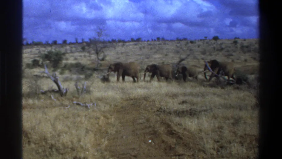 A wider 1969 Cape Town-area 8mm view shows a line of elephants moving across dry savanna beneath a vivid blue sky.