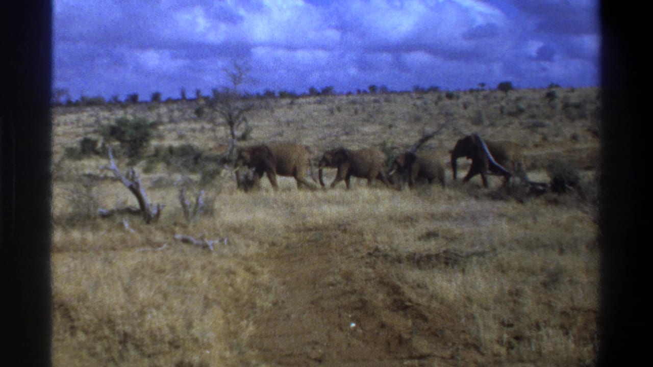 1969 8mm footage identified as Cape Town, South Africa, showing elephants crossing a dry savanna-like landscape.