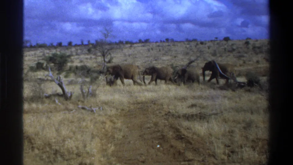 1969 8mm footage identified as Cape Town, South Africa, showing elephants crossing a dry savanna-like landscape.