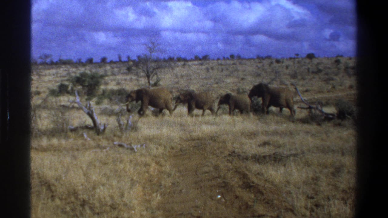 Elephants continue moving in line across dry open country in the 1969 South Africa home-movie footage.