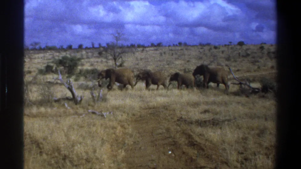 Elephants continue moving in line across dry open country in the 1969 South Africa home-movie footage.