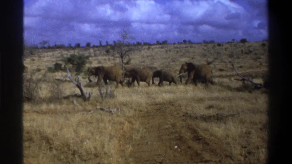 A wider 8mm frame shows the elephant herd crossing the dry landscape, with visible film grain and tinted sky.