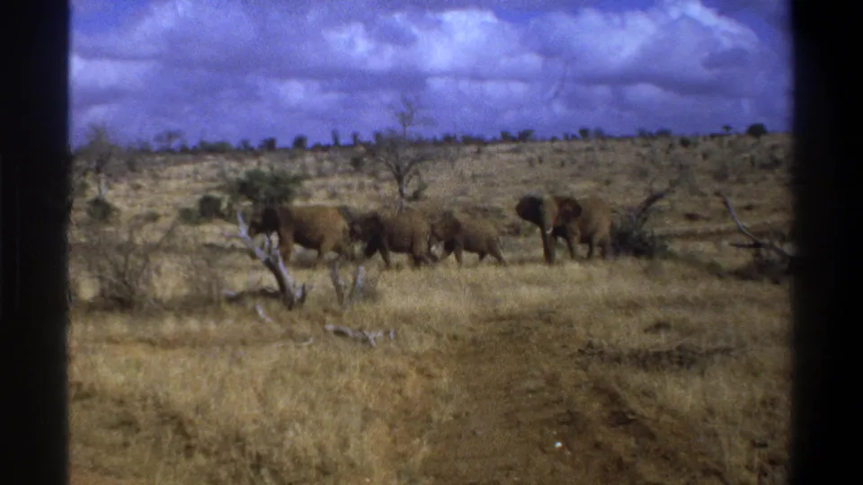 The final frame holds on elephants in a dry savanna-like setting, consistent with the Cape Town 1969 metadata.