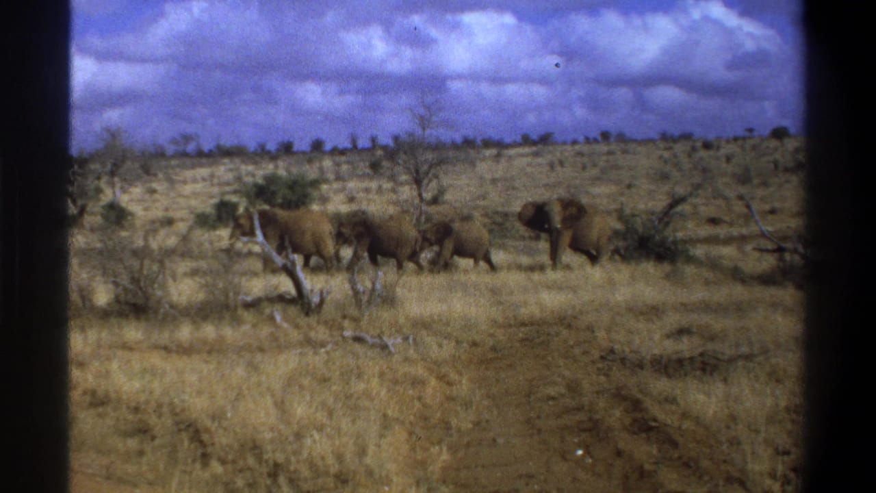 1969 South Africa 8mm frame showing elephants moving across dry grassland with sparse trees and dark film borders.