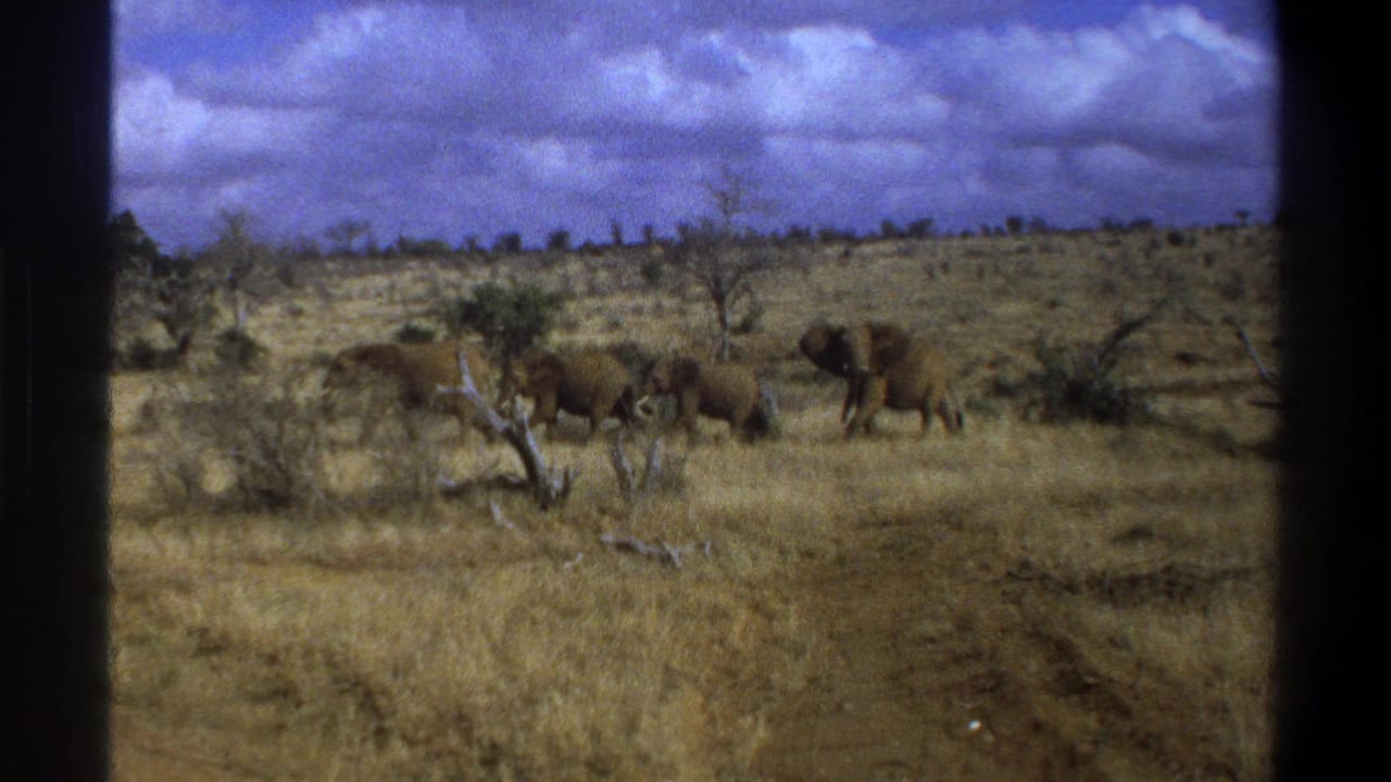 Several elephants walk past brush on a dry open plain.