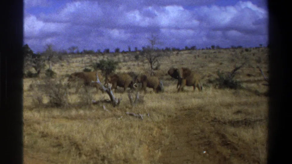 1969 South Africa 8mm frame of elephants and a smaller calf crossing scrubby grassland beneath heavy clouds.