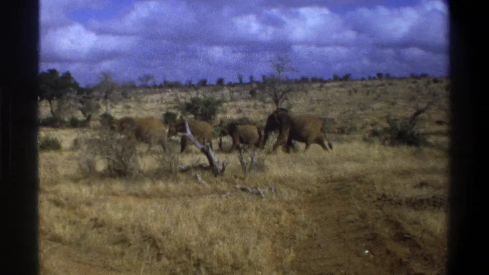 1969 South Africa 8mm frame with elephants moving near a fallen branch, scrub trees, and a visible dirt track.
