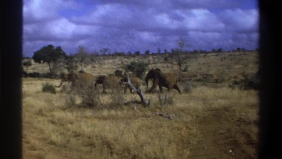 1969 South Africa 8mm frame showing elephants crossing dry grassland beside a dirt track with sparse trees in the distance.