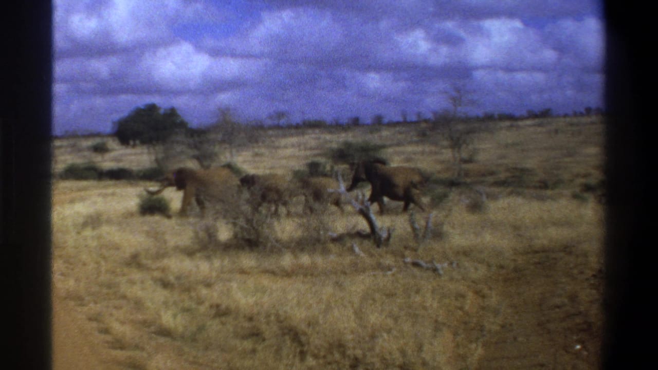 1969 South Africa 8mm frame showing elephants moving across dry savanna near a dirt track beneath heavy clouds.