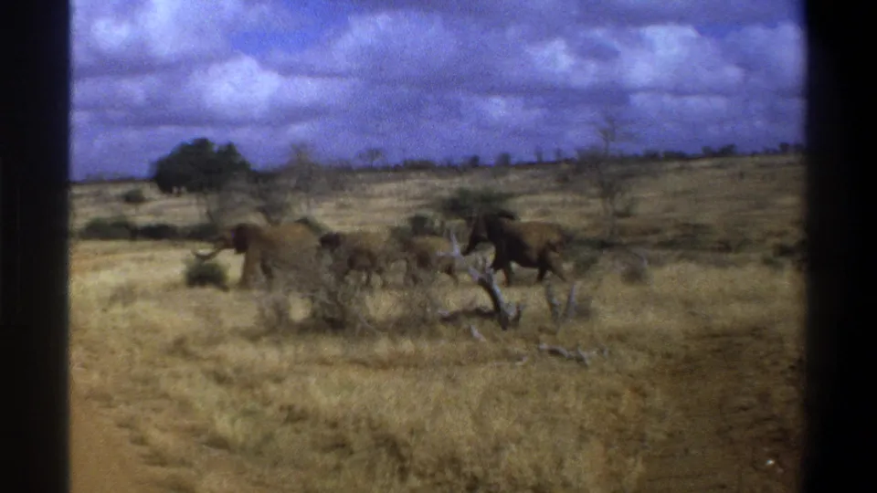 1969 South Africa 8mm frame showing elephants moving across dry savanna near a dirt track beneath heavy clouds.