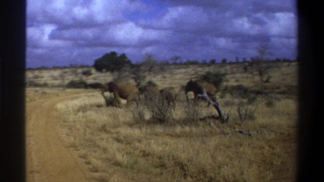 Elephants crossing near a pale dirt road in open dry savanna.