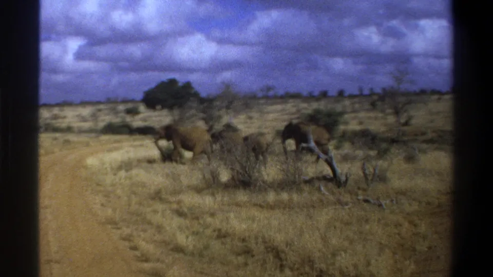 Vintage 8mm frame identified as South Africa, 1969, with elephants crossing near a pale dirt road and sparse brush.
