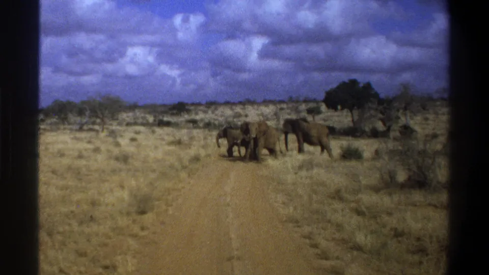 1969 South Africa 8mm frame showing elephants clustered on a dirt track through dry savanna grass.