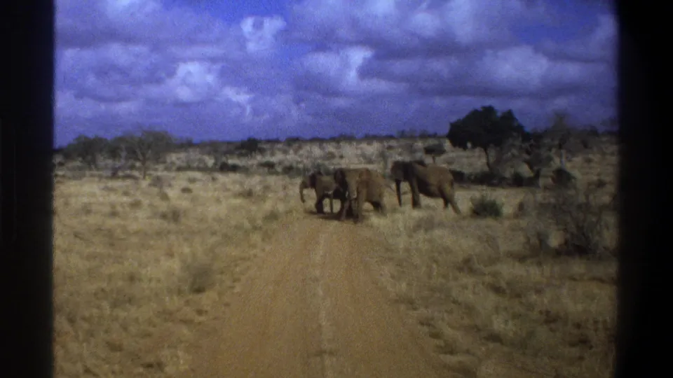 Faded 8mm frame from South Africa in 1969 showing elephants on a dirt road across open dry grassland.
