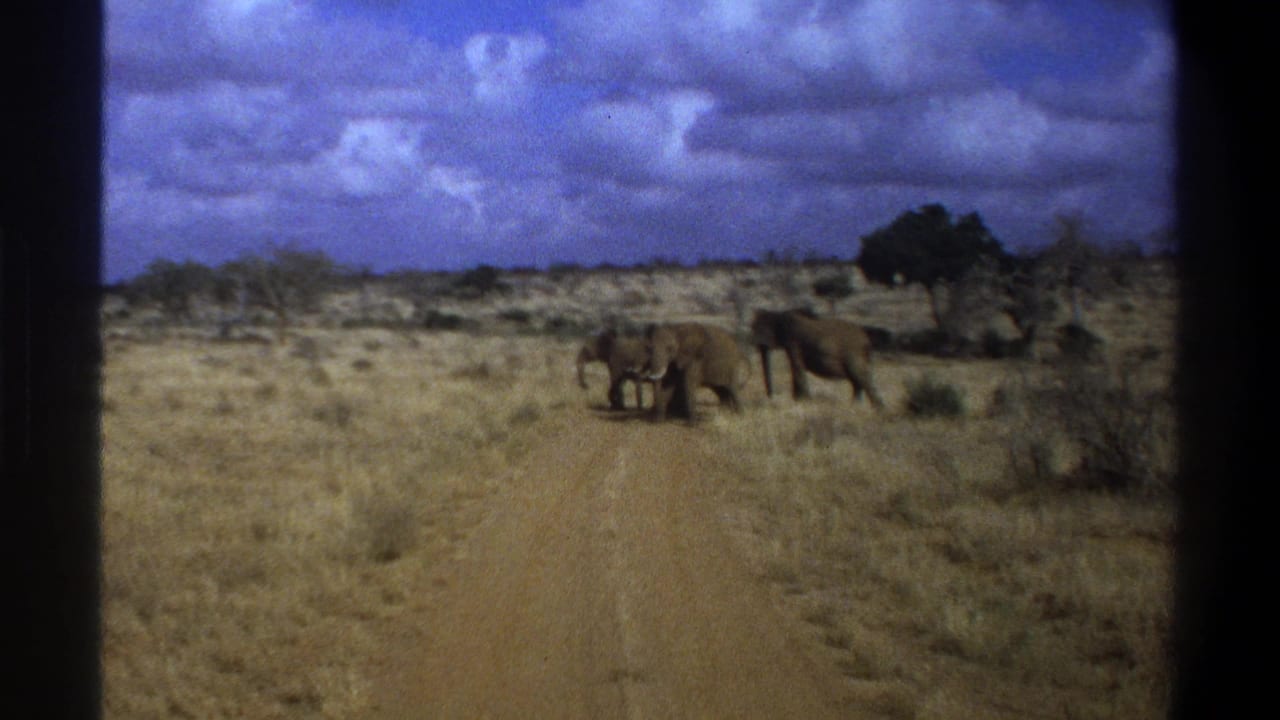 Elephants crossing a sandy dirt road through dry grassland under a blue clouded sky.
