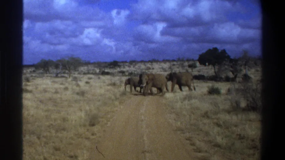 1969 Cape Town, South Africa 8mm frame showing elephants mid-crossing in a dry savanna-like setting with visible grain and dark frame edges.