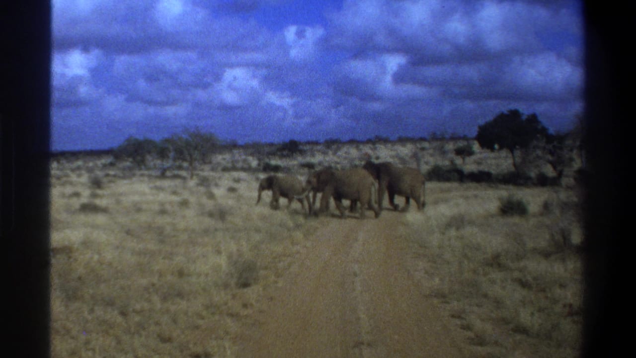 A small herd of elephants crosses a dusty road through dry grassland under a blue clouded sky.