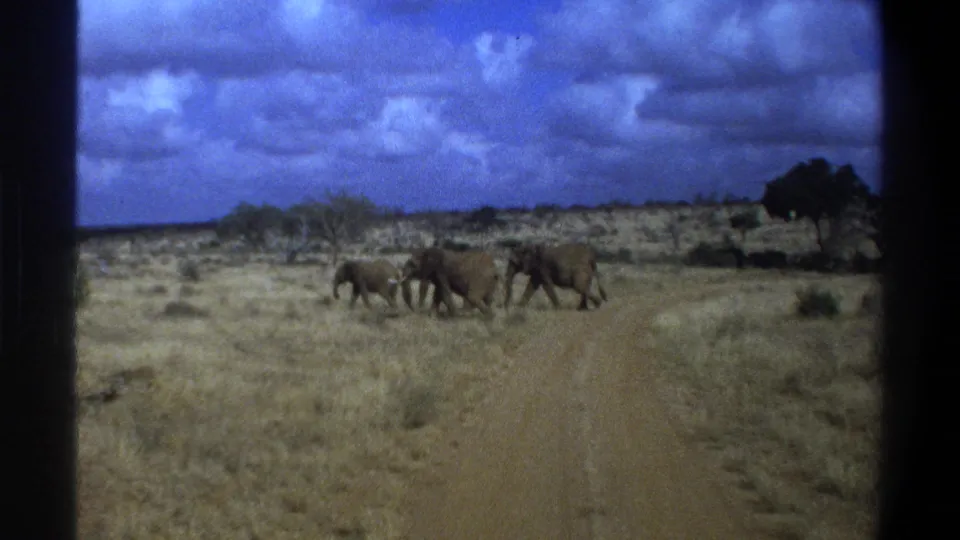 1969 South Africa 8mm frame of elephants moving in line across a rural dirt road through arid grassland.