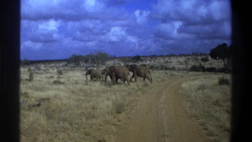 Late-1960s 8mm frame from South Africa showing elephants finishing a road crossing in dry savanna terrain.