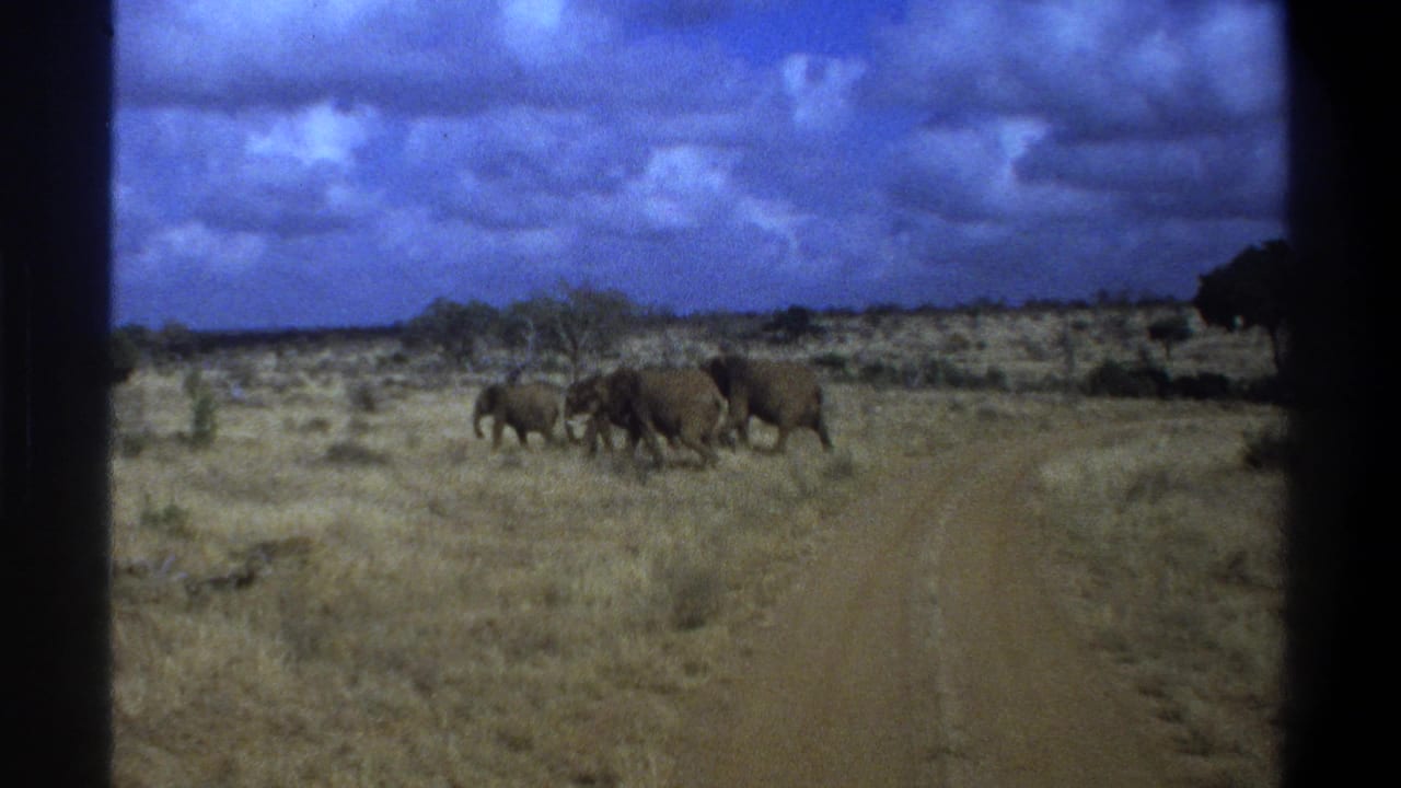 1969 8mm home-movie frame from South Africa showing elephants moving across dry scrubland near a dirt track.