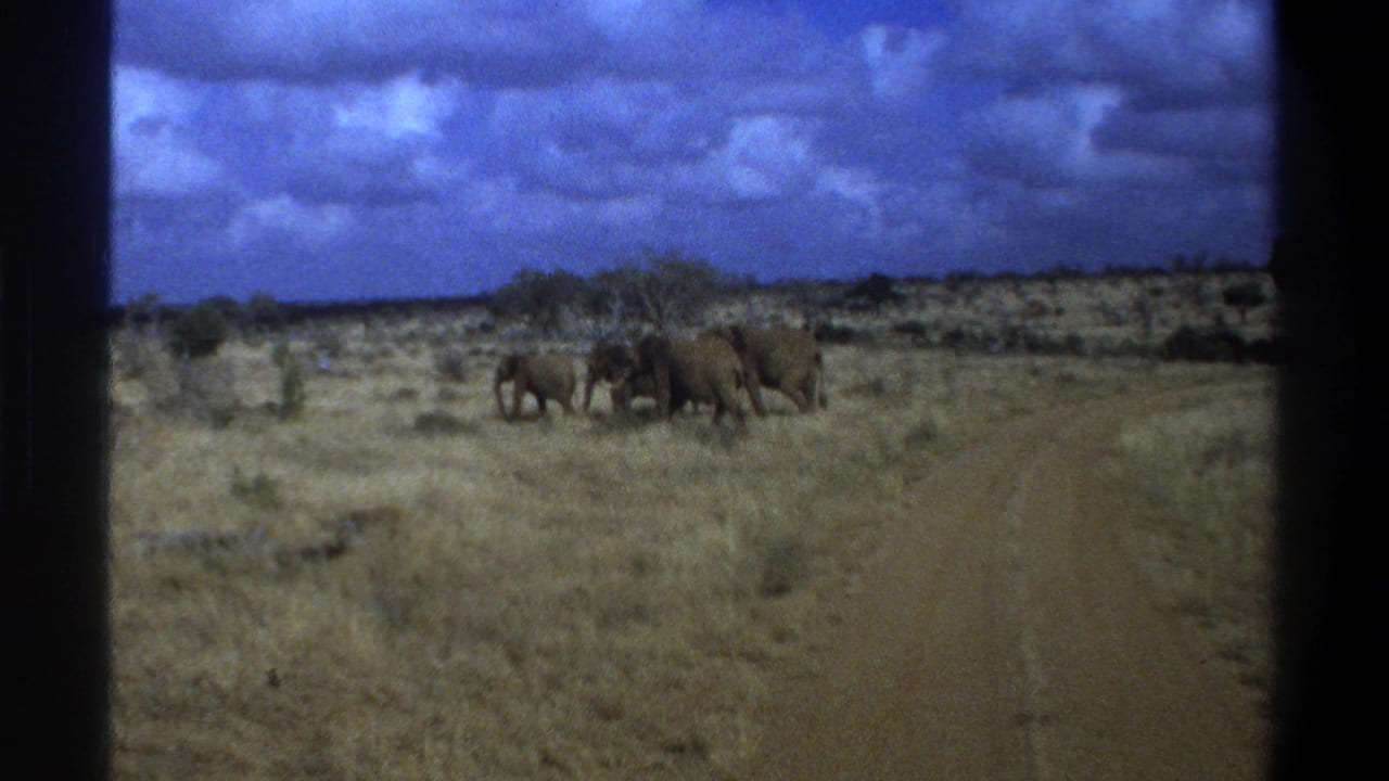 Elephants continue across a dry South African savanna landscape, framed by 8mm gate edges and blue sky.
