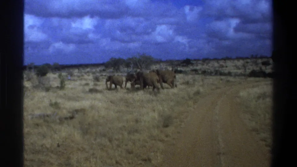 Elephants continue across a dry South African savanna landscape, framed by 8mm gate edges and blue sky.