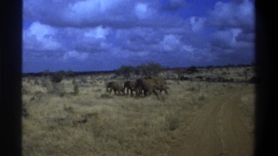 1969 wildlife home-movie frame showing elephants clustered in dry grassland near a road in South Africa.