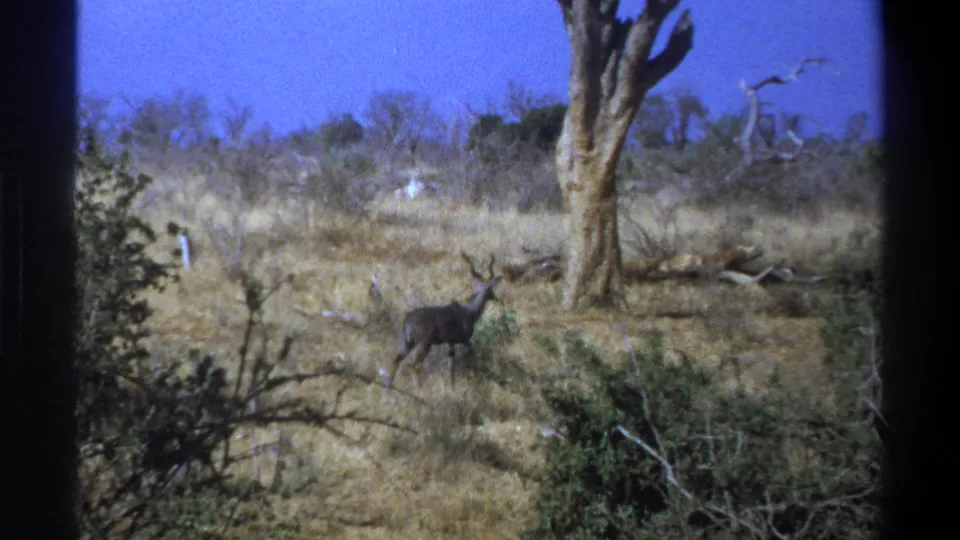 A lone antelope stands in dry South African grassland near brush and a bare tree in this 1969 8mm frame.