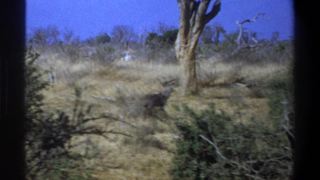 1969 South Africa 8mm frame showing a dark antelope in dry grassland with shrubs, bare trees and black gate edges.
