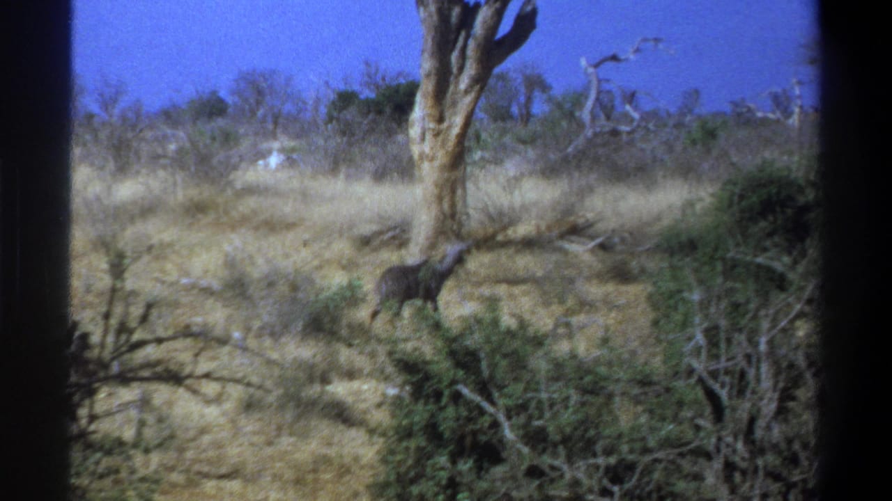 Antelope stands near a tree trunk in dry brush under blue sky.
