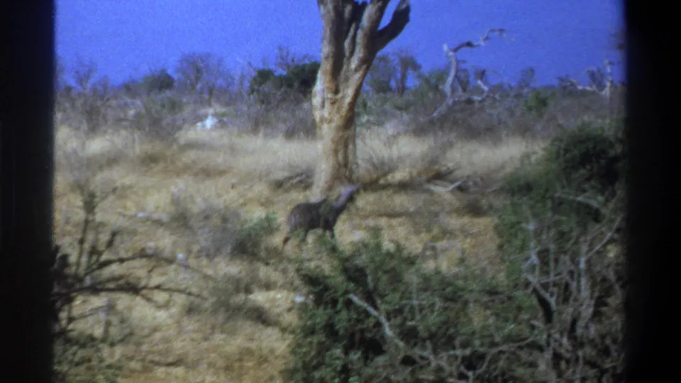 1969 South Africa 8mm frame with an antelope near a bare tree in dry scrubland, framed by visible film-gate borders.