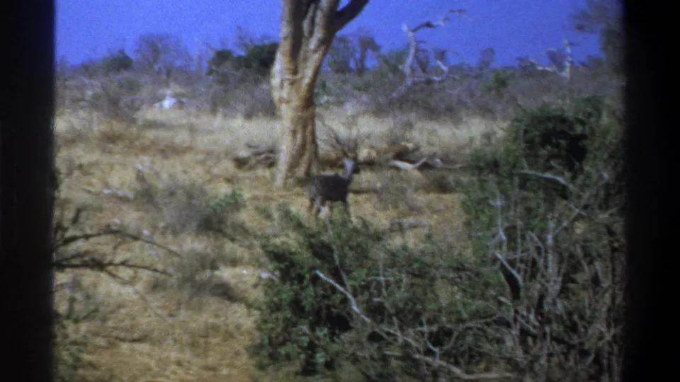 1969 South Africa 8mm frame showing an antelope walking through dry grass and thorny shrubs in a sparse savanna setting.