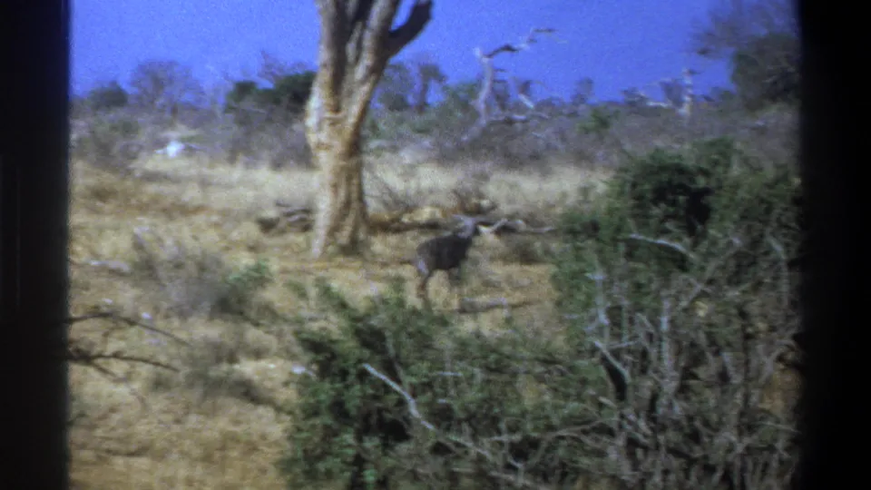 1969 South Africa 8mm frame showing a dark antelope moving beside shrubs and bare trees in sunlit dry grassland.