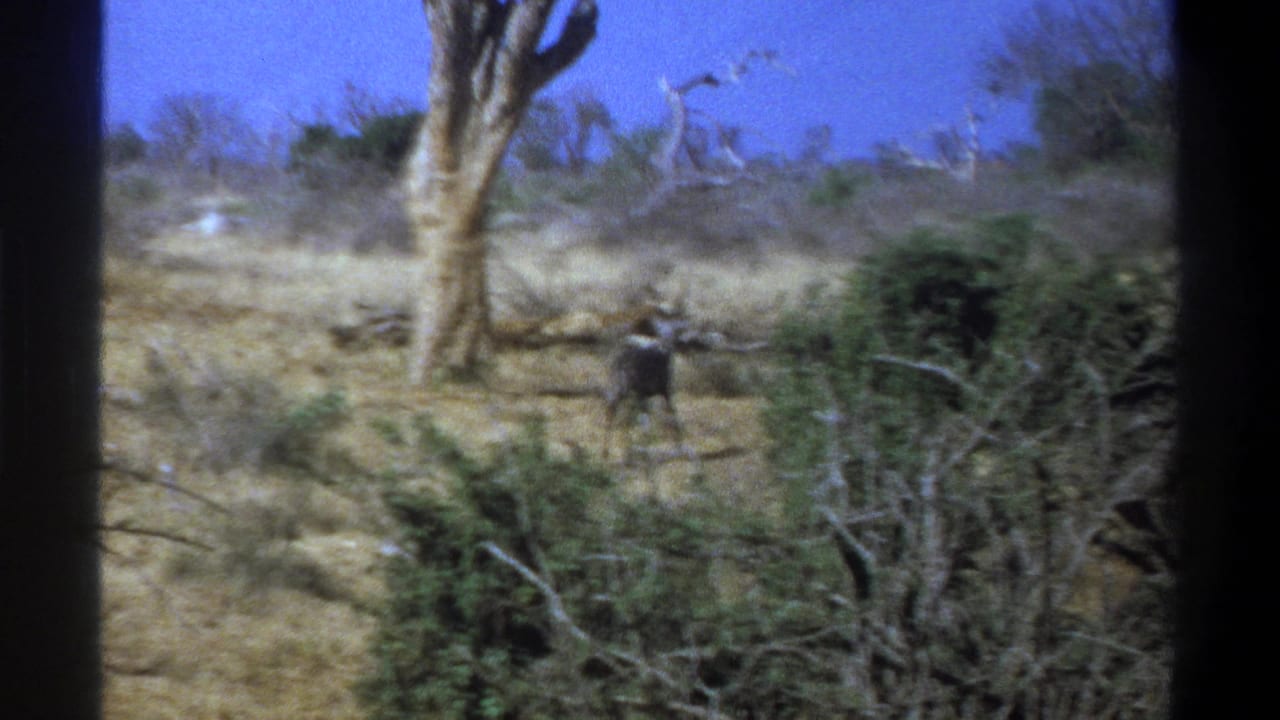 1969 South Africa 8mm frame showing a distant kudu antelope moving through dry savanna brush with sparse trees and blue sky.