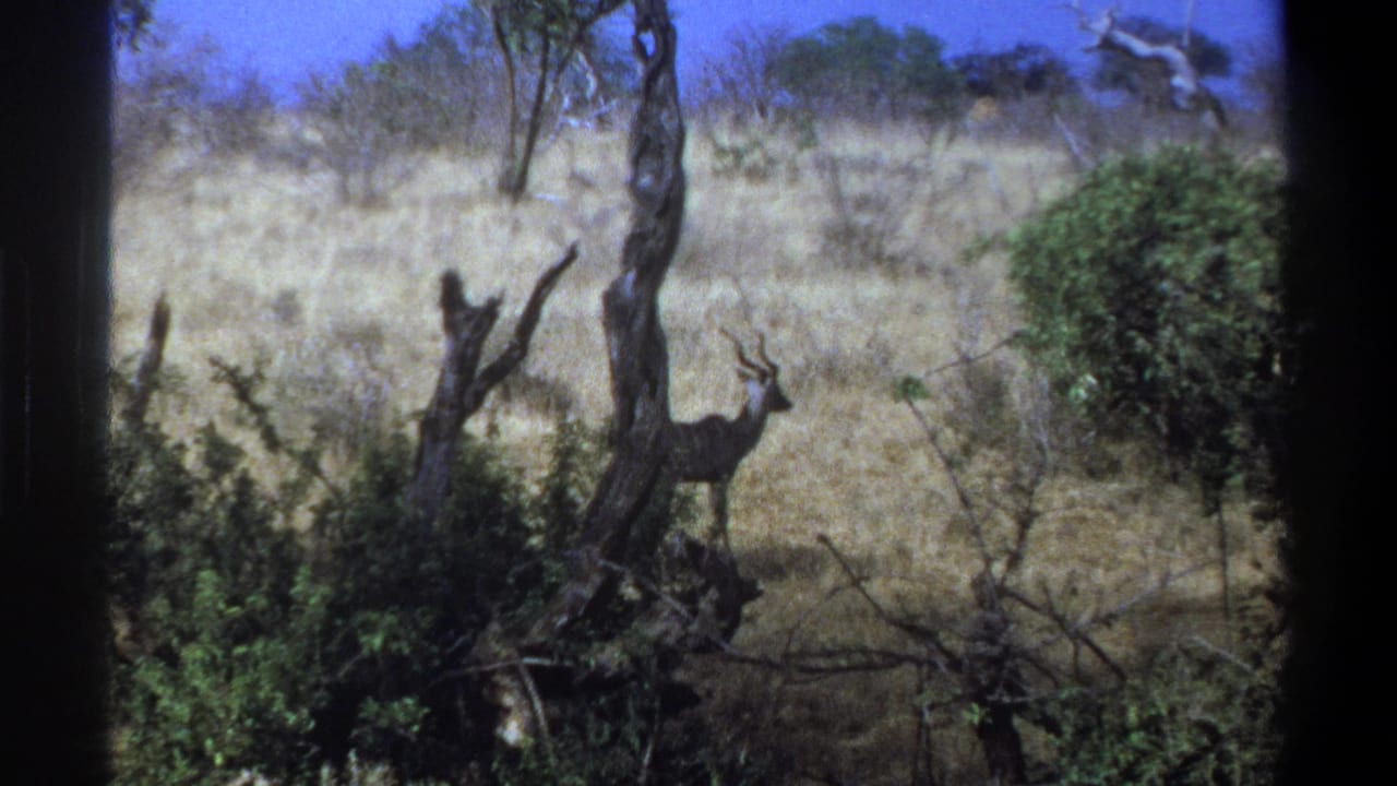 Horned kudu standing near dead branches and shrubs in dry savanna.