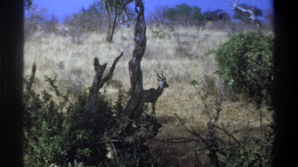 Horned kudu visible in dry South African savanna brush, framed by dark vertical edges from the 8mm home-movie shot.