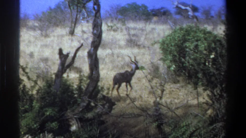1969 8mm wildlife frame of a kudu walking past a bare tree trunk and shrub in dry South African savanna.