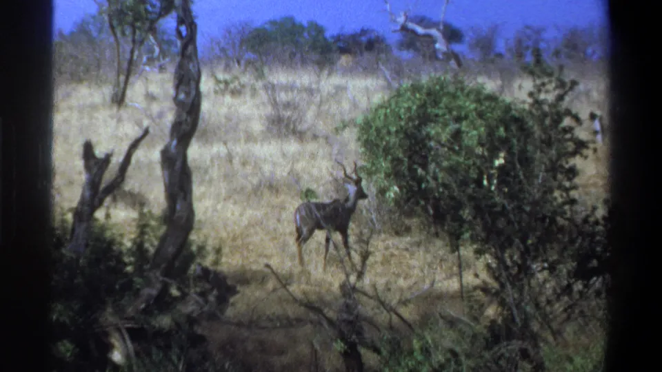 Profile view of a kudu in dry savanna vegetation, with soft 8mm grain and dark window-like borders visible.