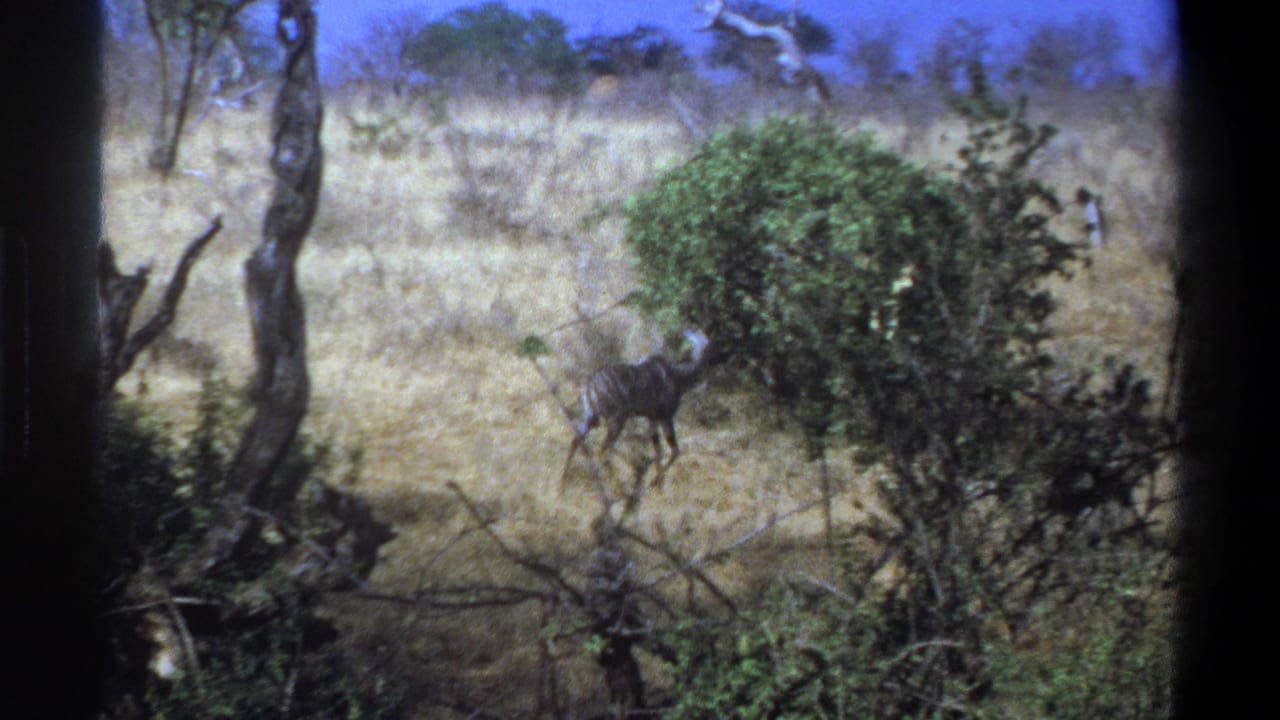 1969 South Africa 8mm frame showing a striped antelope partly beside shrubbery in a dry, scrubby landscape.