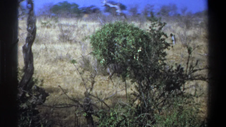1969 South Africa home-movie frame with a striped antelope partly obscured by a shrub in dry bushland.