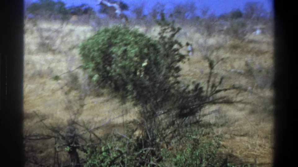 1969 South Africa 8mm view of dry scrub and a green bush, with wildlife barely visible or outside the main frame.