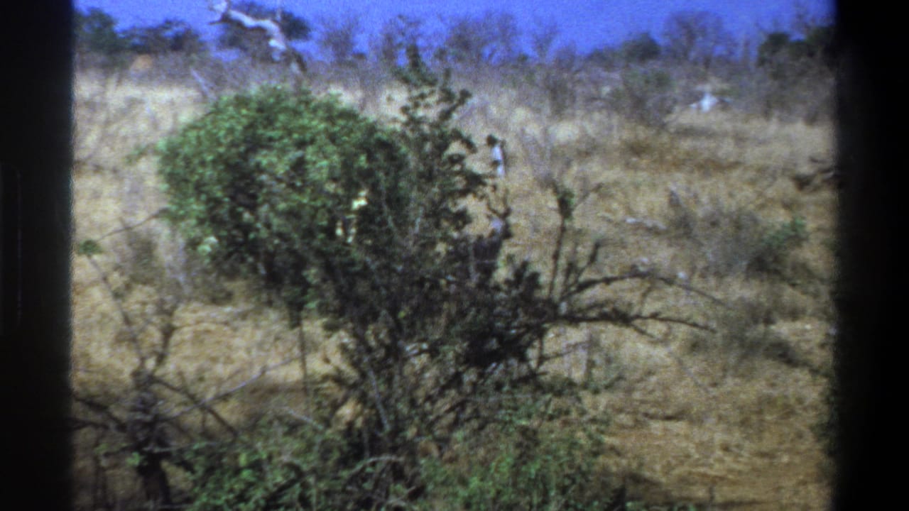 1969 Cape Town-area home-movie frame showing dry bush, green shrubs, and a small antelope-like animal partly hidden in the distance.