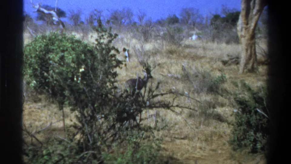 1969 Cape Town-area 8mm frame with an antelope-like animal partly hidden by bushes, dry grass, and a large tree trunk.
