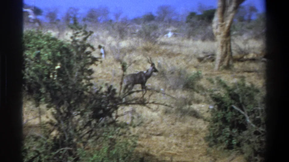 1969 Cape Town-area wildlife frame showing an antelope-like animal walking across dry grass, framed by shrubs and dark foreground borders.