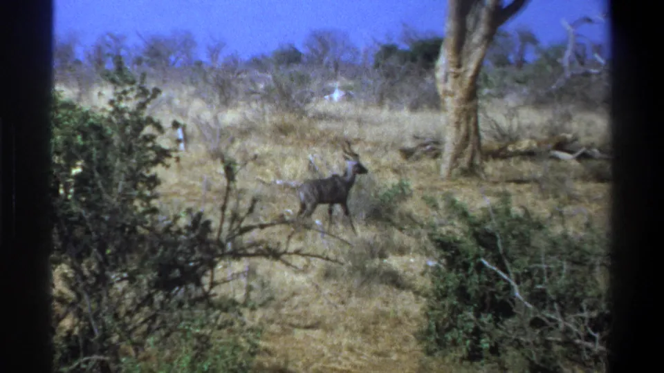 1969 Cape Town-area 8mm still of an antelope-like animal crossing dry bushland, partially framed by dark vertical edges.