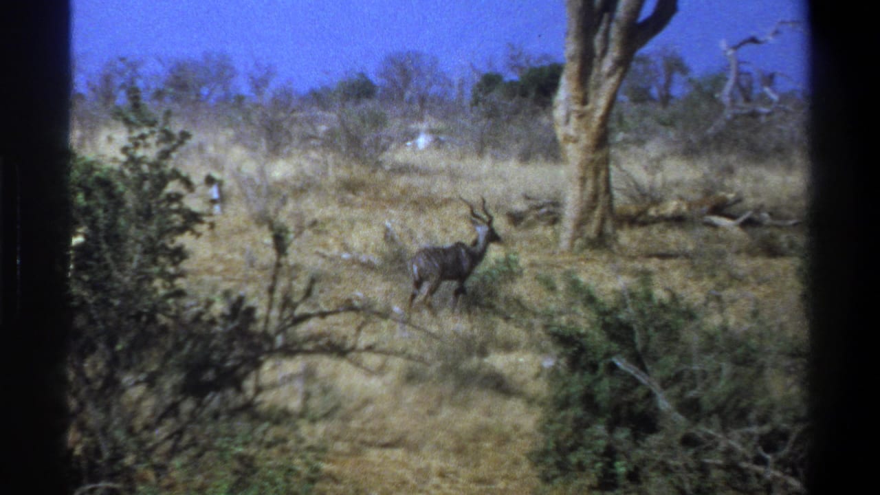 In supplied 1969 South Africa 8mm footage, a horned kudu stands alert in dry grass with shrubs, bare trees, and dark film borders visible.