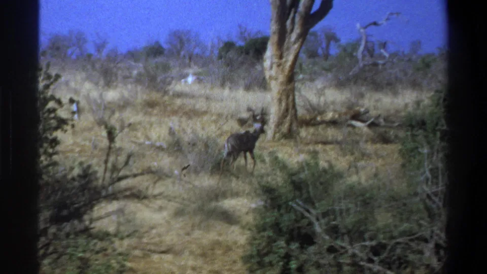 A kudu appears among dry grass and low shrubs in the supplied 1969 South Africa home-movie frame, with bare trees and film borders around the scene.